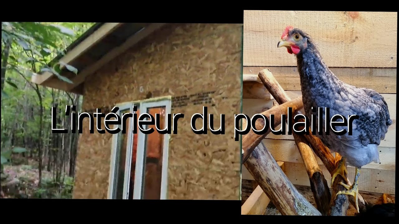 l'intérieur du poulailler!!!
