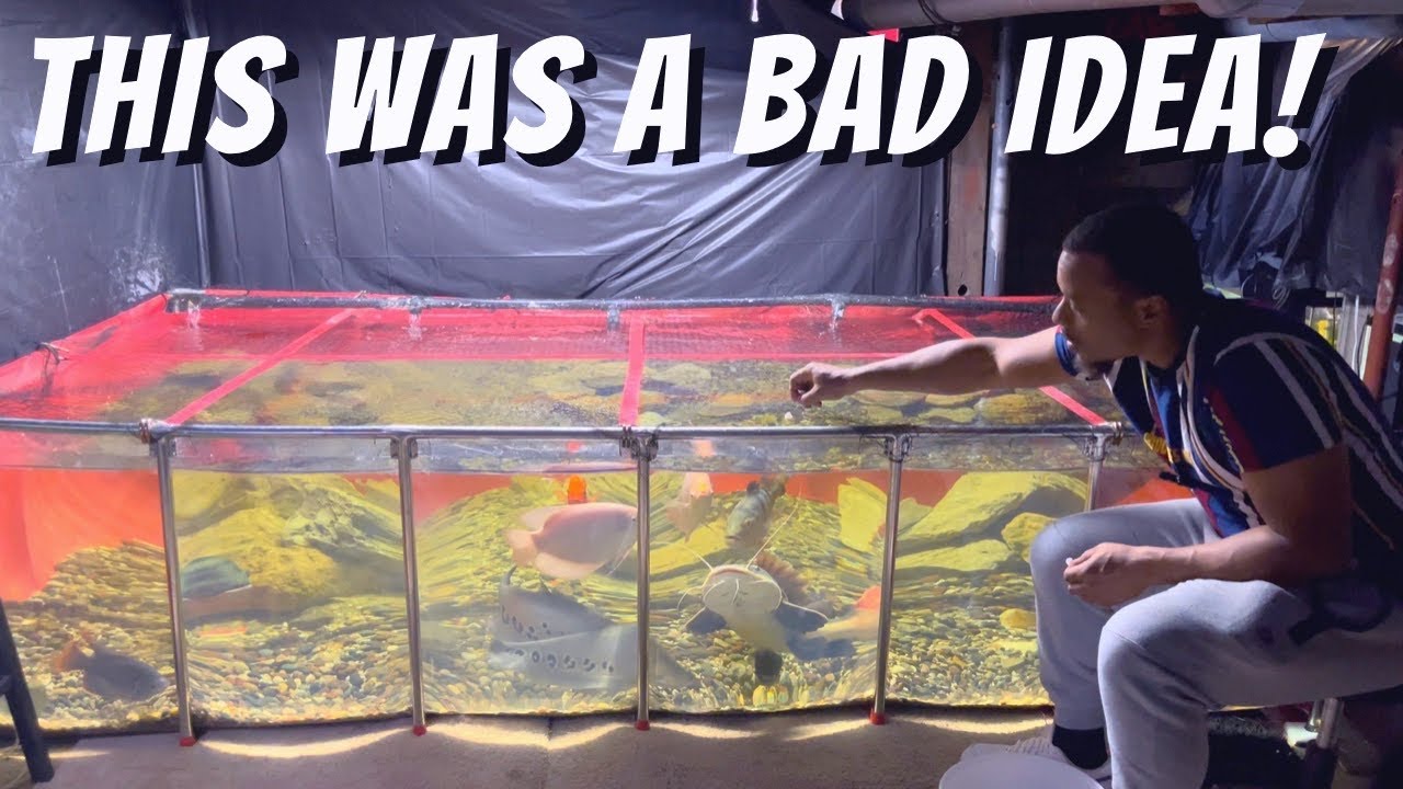I SHOULD HAVE NEVER PUT THIS FISH IN MY 1000G POND *Disaster*