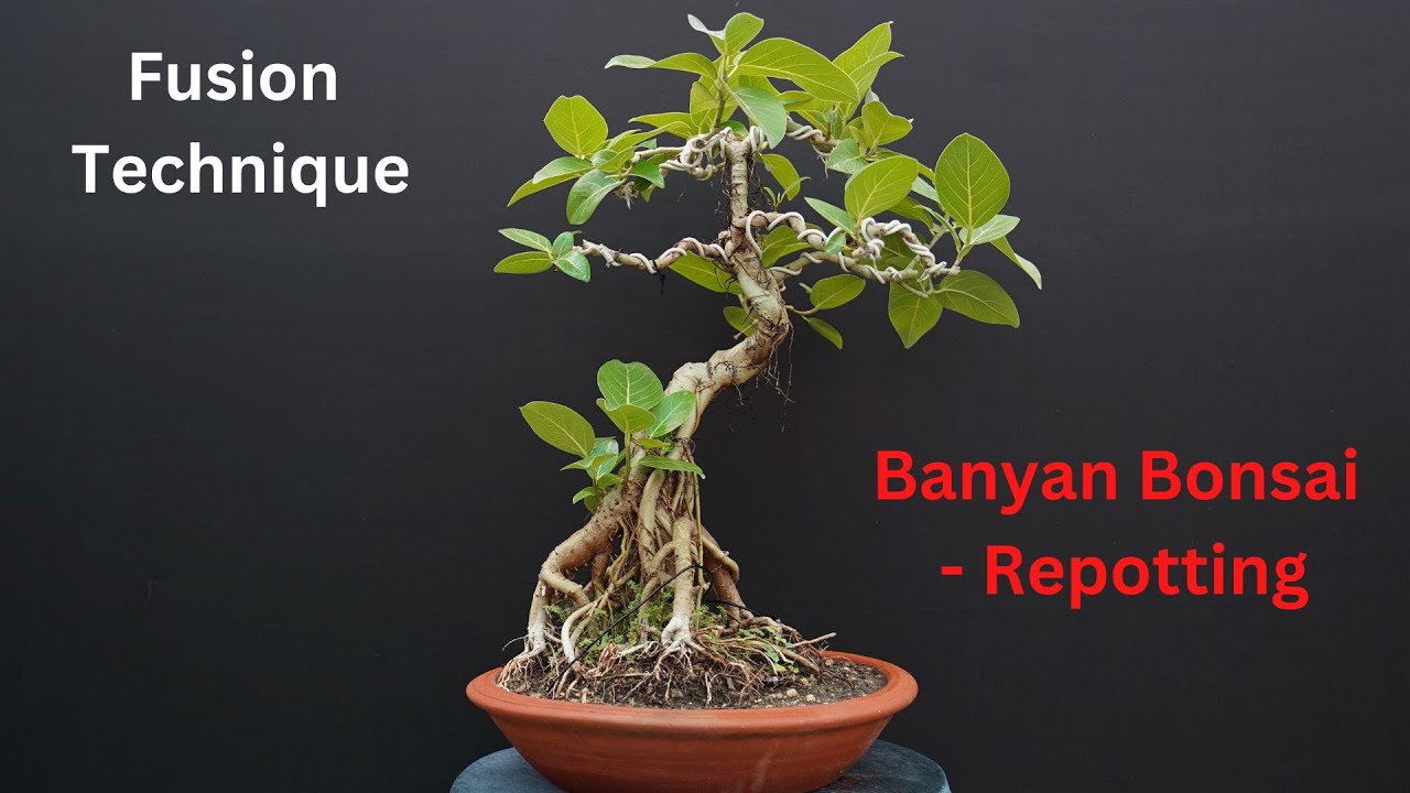 Banyan Bonsai By Fusion/Repotting and Update