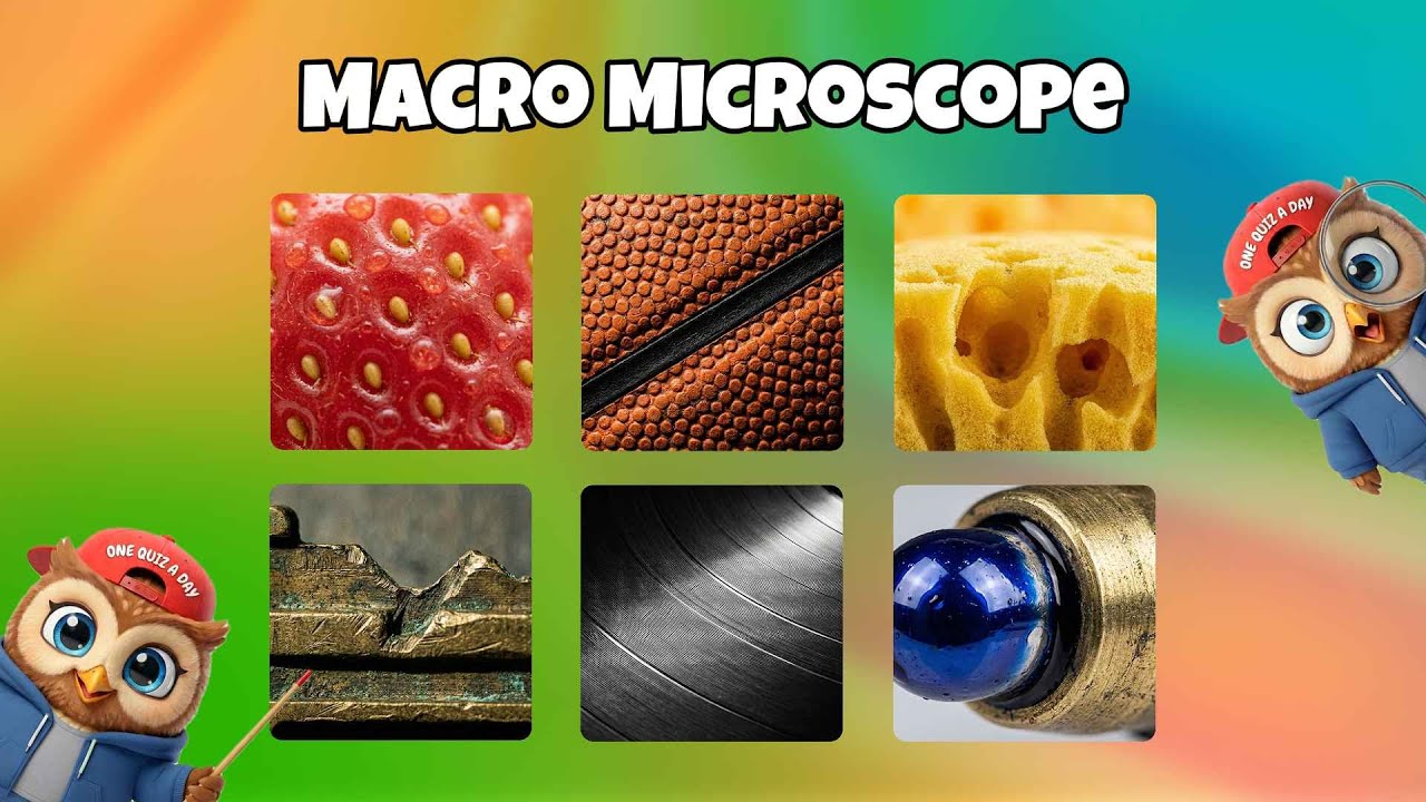 Macro Microscope Quiz , Can You Guess What This Is?