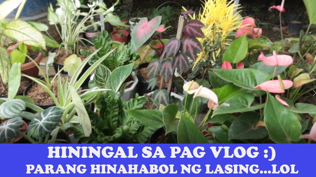 VLOGGING - UNDER TIME PRESSURE (PARANG HINAHABOL NG LASING )