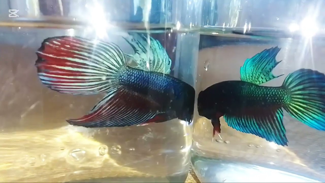 SALIERON ESTÁ COSITAS BETTAS HEMBRA EN ESPECIAL A 1500 PESITOS 🫰🤑🤑👀👁️ NO SE QUÉDE EN ESTA BUERTA