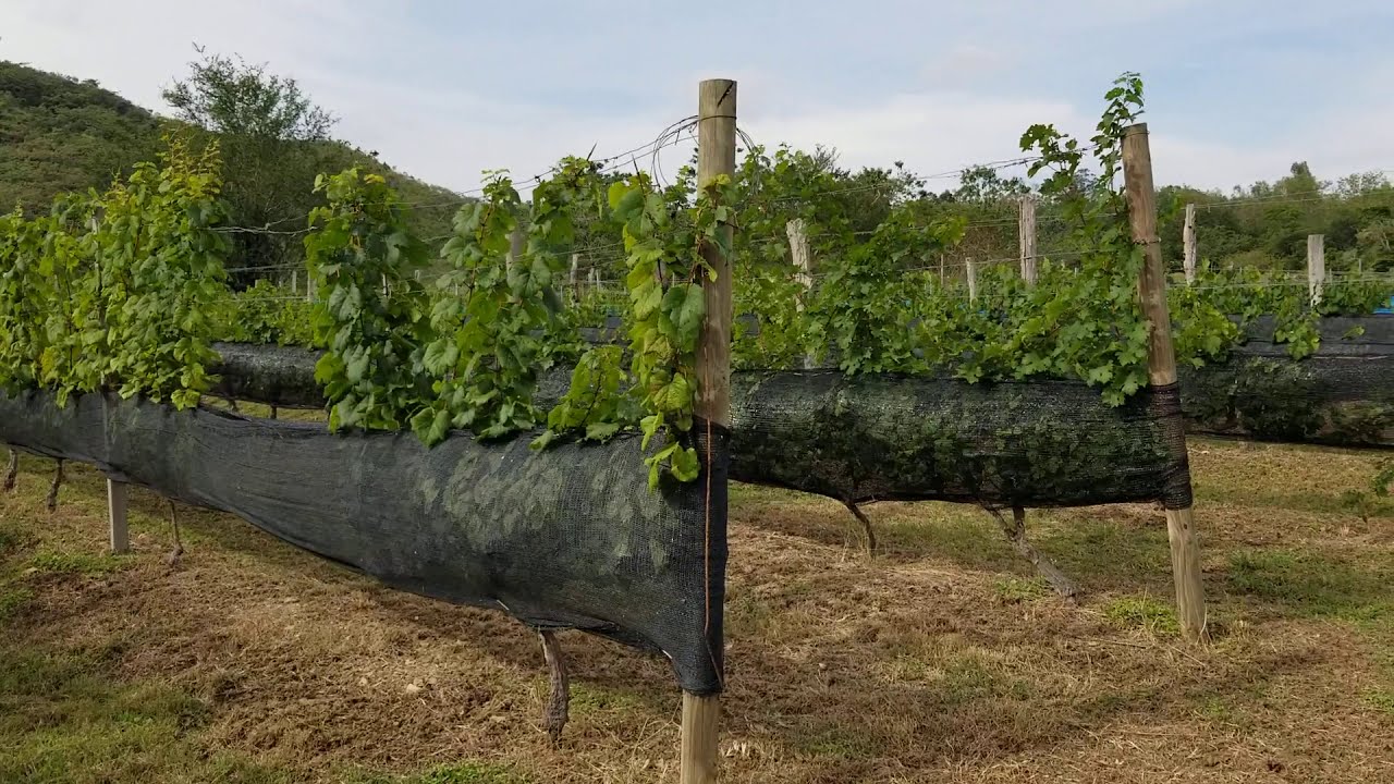 Maduración de la uva.