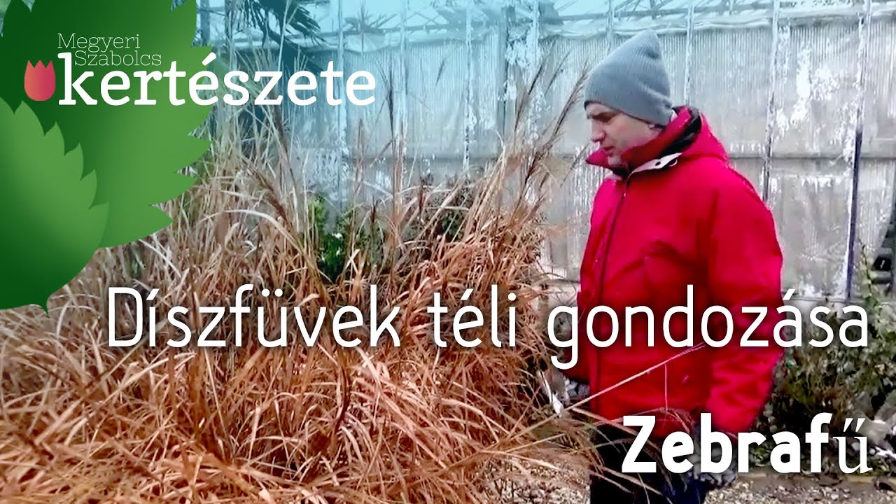 Díszfüvek téliesítése - Díszfüvek teleltetése