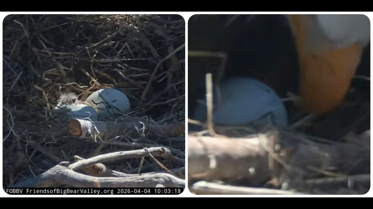 Второе яйцо Джеки и Шэдоу тоже начинает вылупляться 04.04.2026 @FOBBVCAM