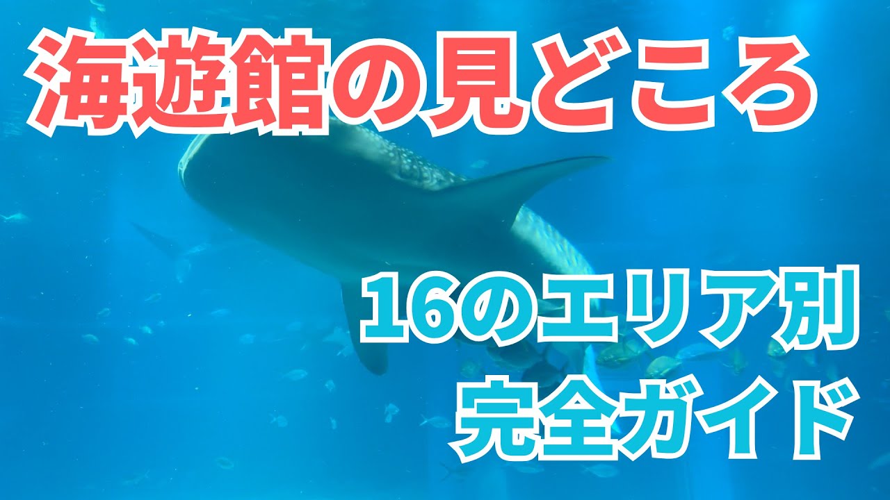 【保存版】海遊館の見どころ完全ガイド｜全エリア徹底紹介