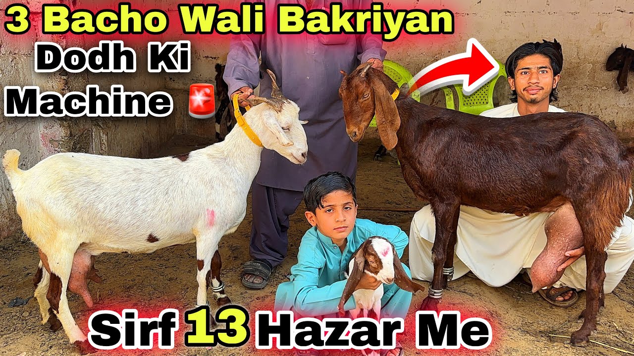 Sirf 13 Hazar Me 🚨 3 Bacho Wali & Dodh Wali Bakriyan | Lalukhet Bakra Mandi Se Sasti Amir Goat Farm