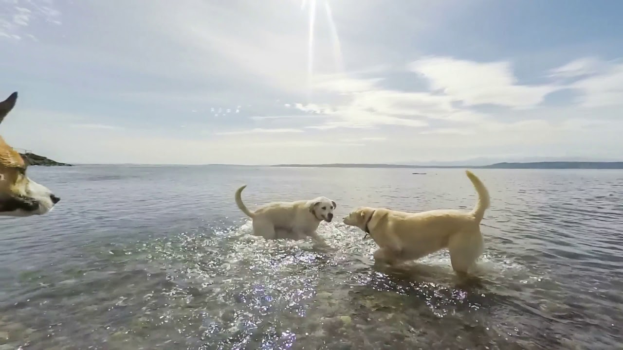 Dogs In Heaven (2020) official video - original country song