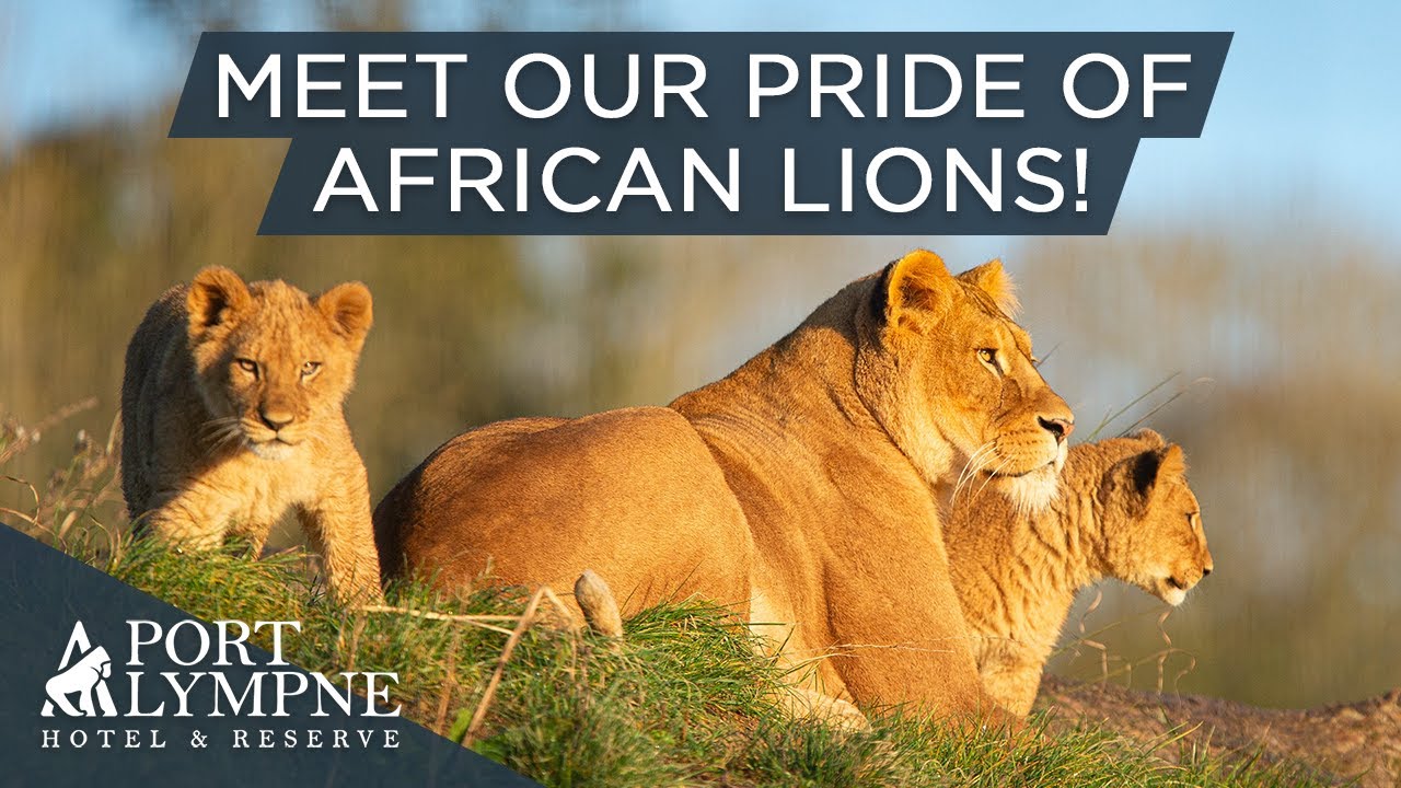 Everything You Need To Know About Our Pride Of African Lions
