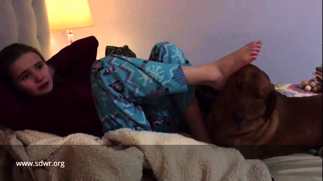 Autism Service Dog Helps With Meltdown