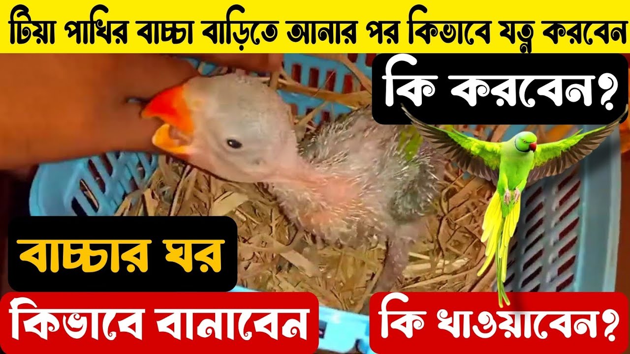 🦜টিয়া পাখির বাচ্চা বাড়িতে নিয়ে আসার পর তাকে কিভাবে যত্ন করবেন?✅ Baby parrot full care & treatment