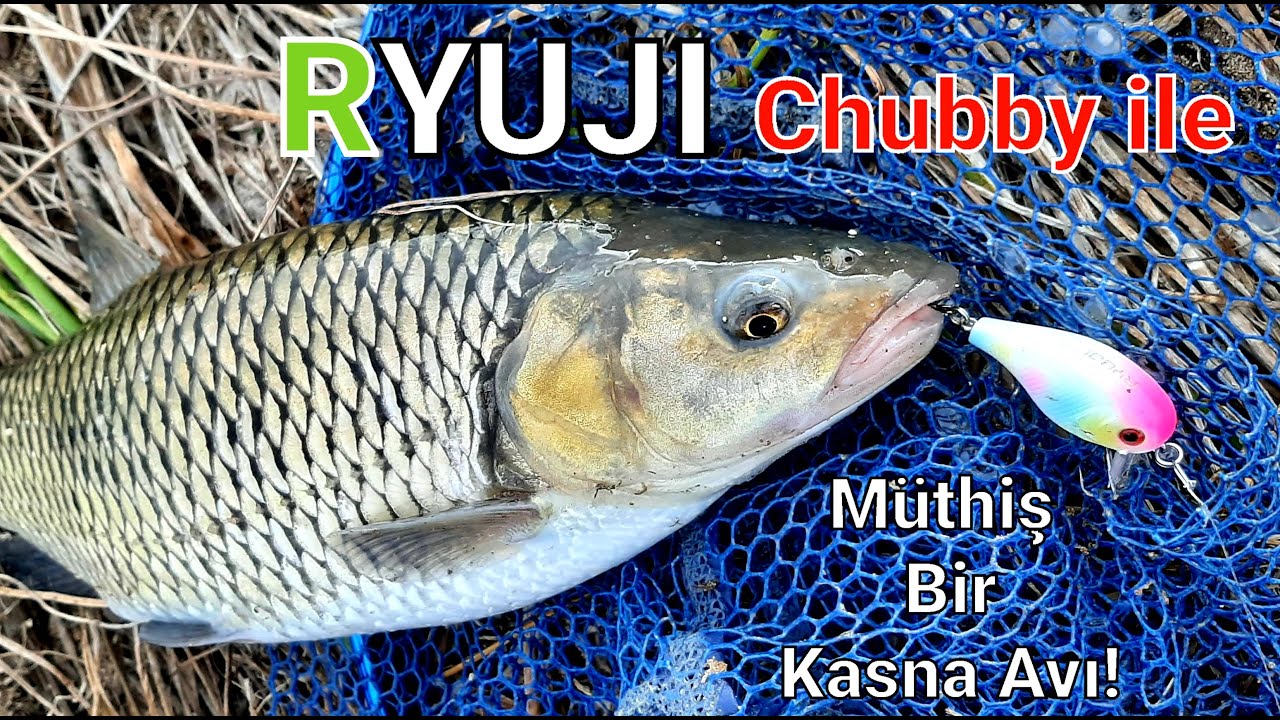 RYUJI CHUBBY İLE MÜTHİŞ BİR KASNA AVI. LURES WITH CHUB FISHING. #balıkavı #kasnaavı #chubfishing