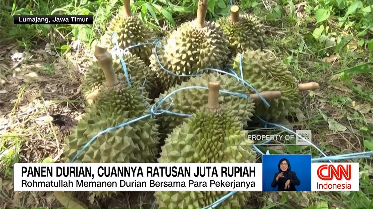 Cuan dan Wisata Petik Durian