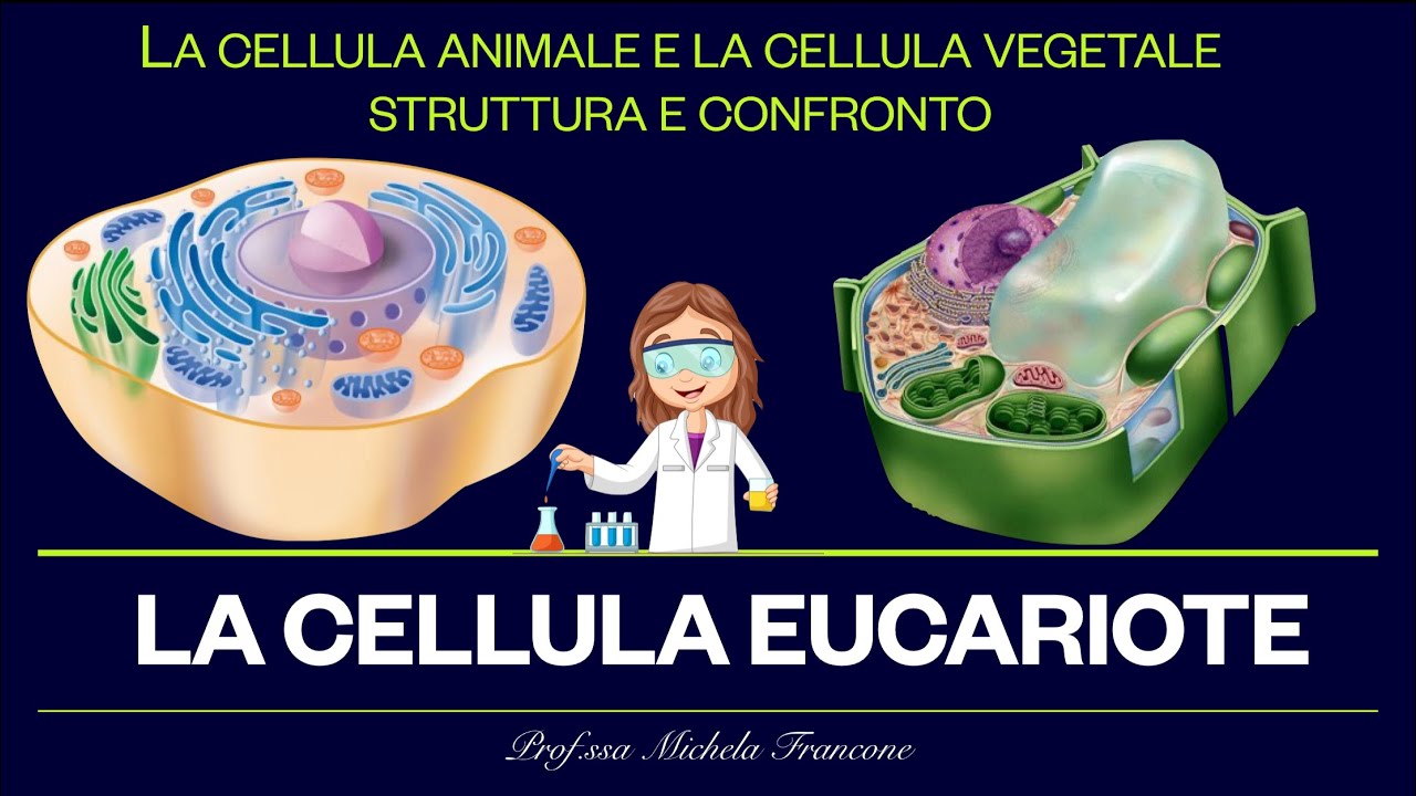Com’è fatta la cellula? La cellula Eucariote - Animale e vegetale a confronto