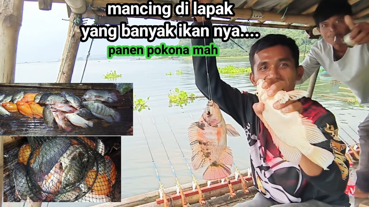 Mancing jatiluhur terbaru//rekomendasi lapak banyak ikan nya.. Baru lempar lansung di serang ikan...