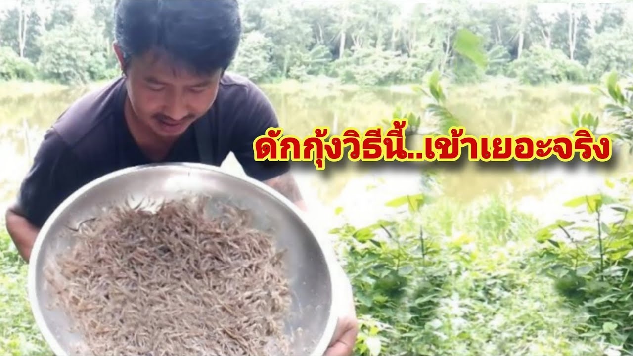 วิธีดักกุ้งให้ได้ตัวเยอะ ทดลองแล้วดักเข้าเยอะจริง