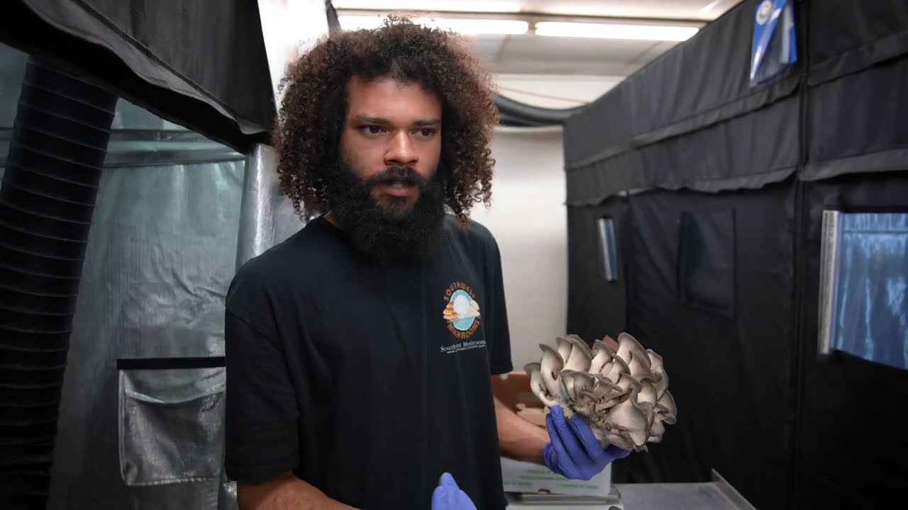 Massive Mushrooms in the Grow Tent | Southwest Mushrooms