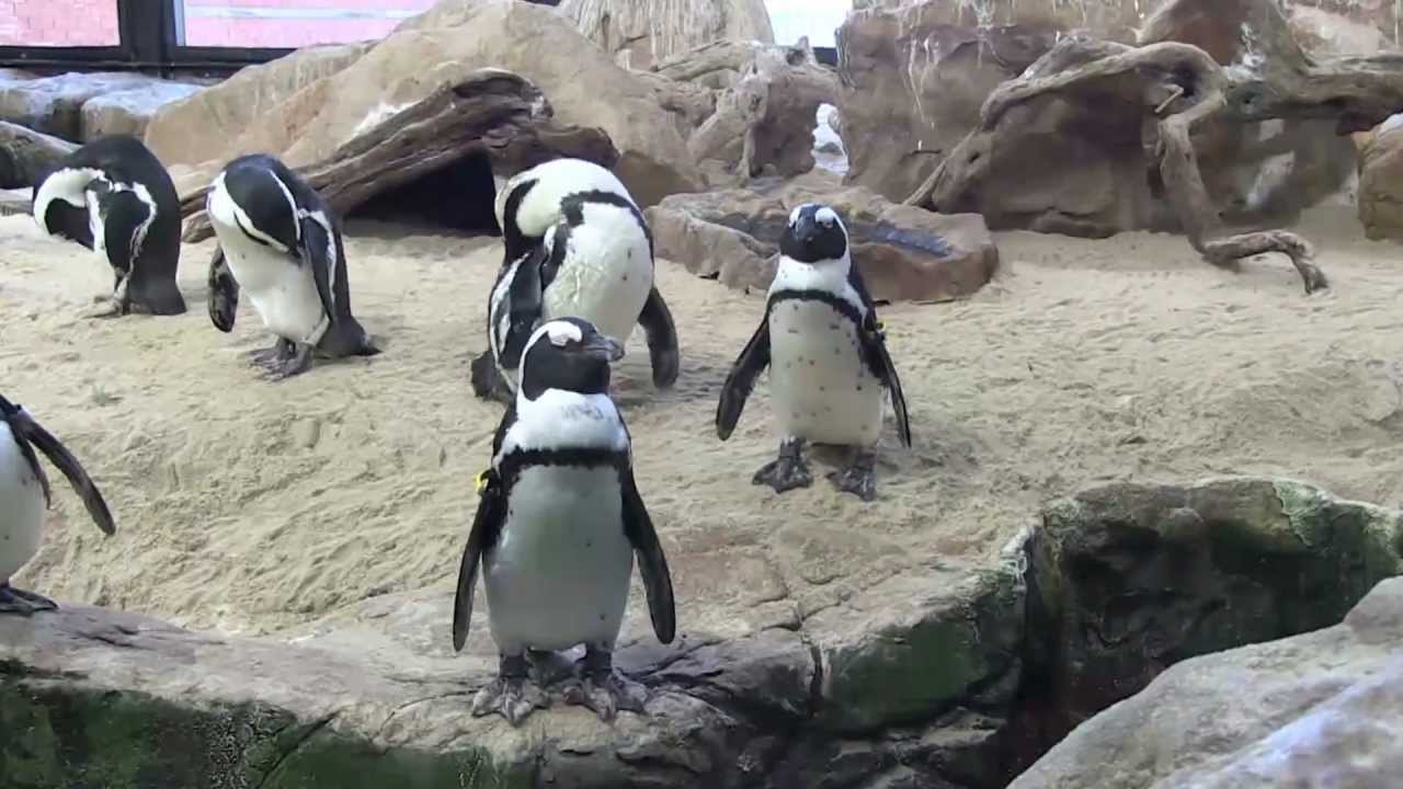 When did you last visit the Cape Town Waterfront  Aquarium?