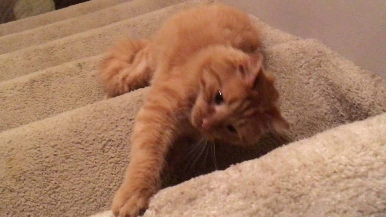 Peekaboo and stairs with Cinnabon