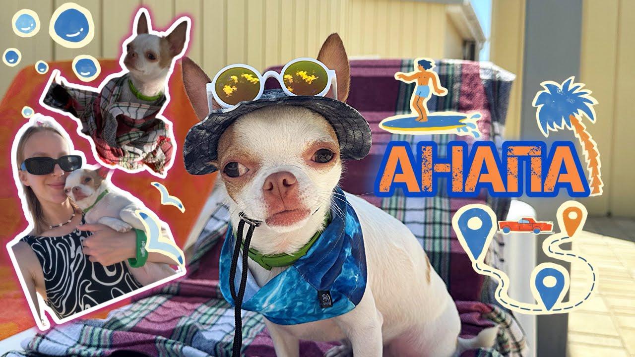 ЧИХУАХУА НА МОРЕ! Влог из Анапы! Собачий пляж!