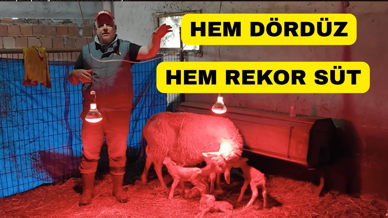 Bu Koyun &Uuml;&ccedil;&uuml;z Doğurdu Hem De Rekor S&uuml;t Veriyor!