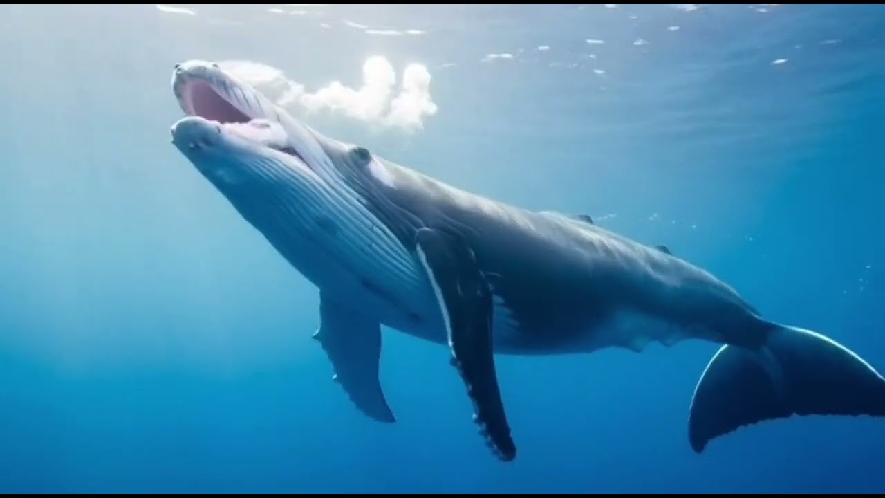“Stress Melts Away with Beautiful Nature & Wild Animals | Relaxing Wildlife Video”