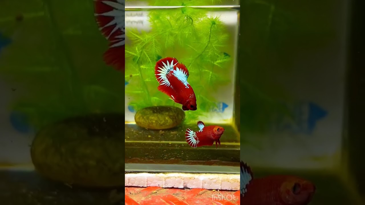 @bettacastle3662 Hellboy Star Tail HMPK #hmpk #hmpkbetta #fishaquarium #betta #fishaquarium #red