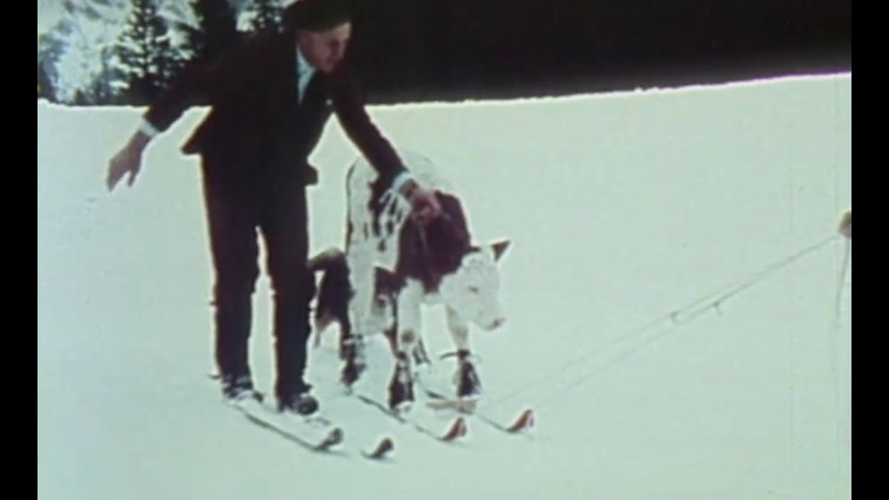 Als Kühe noch das Skifahren lernten (1985)
