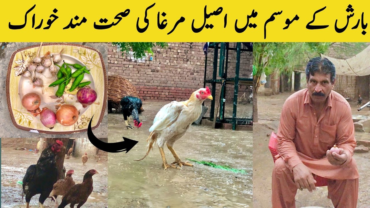 Aseel Murga Ki Barish Main Khurak || Aseel Ki Taqat Wali Khurak In Winter || Tariq Bhai Vlogs