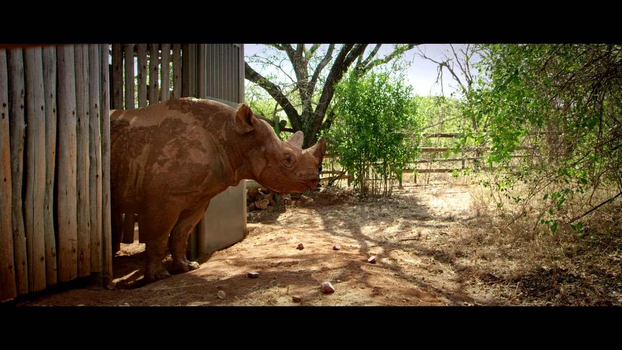 Eric the Rhino