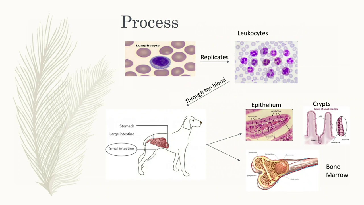 Parvovirus in Dogs