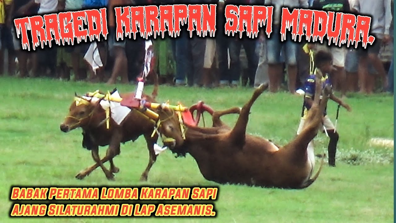 Tragedi Karapan Sapi Madura, Babak Pertama Lomba Karapan Sapi Ajang Silaturahmi Di Lap Asemanis. 