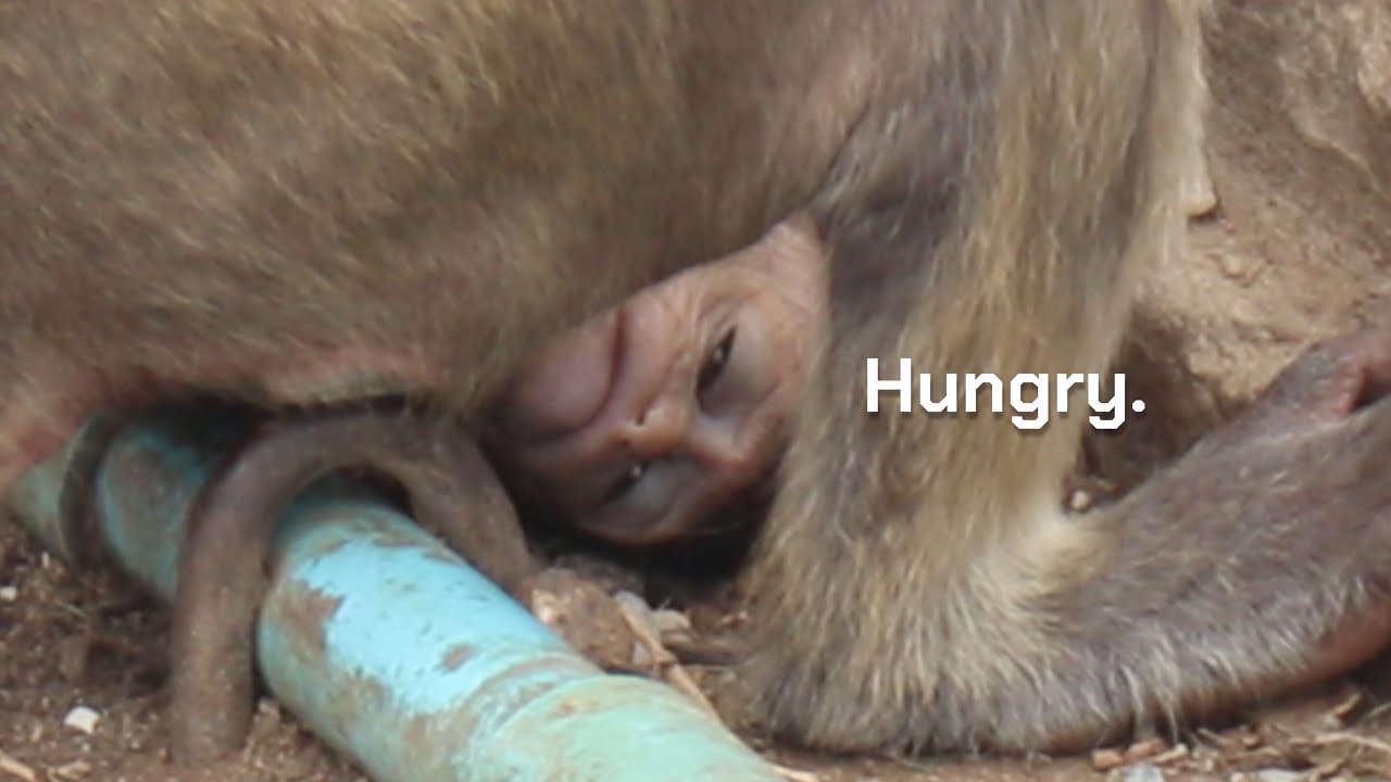ลิงลพบุรีThe baby monkey was weak because it was prohibited from drinking milk by the mother monkey.