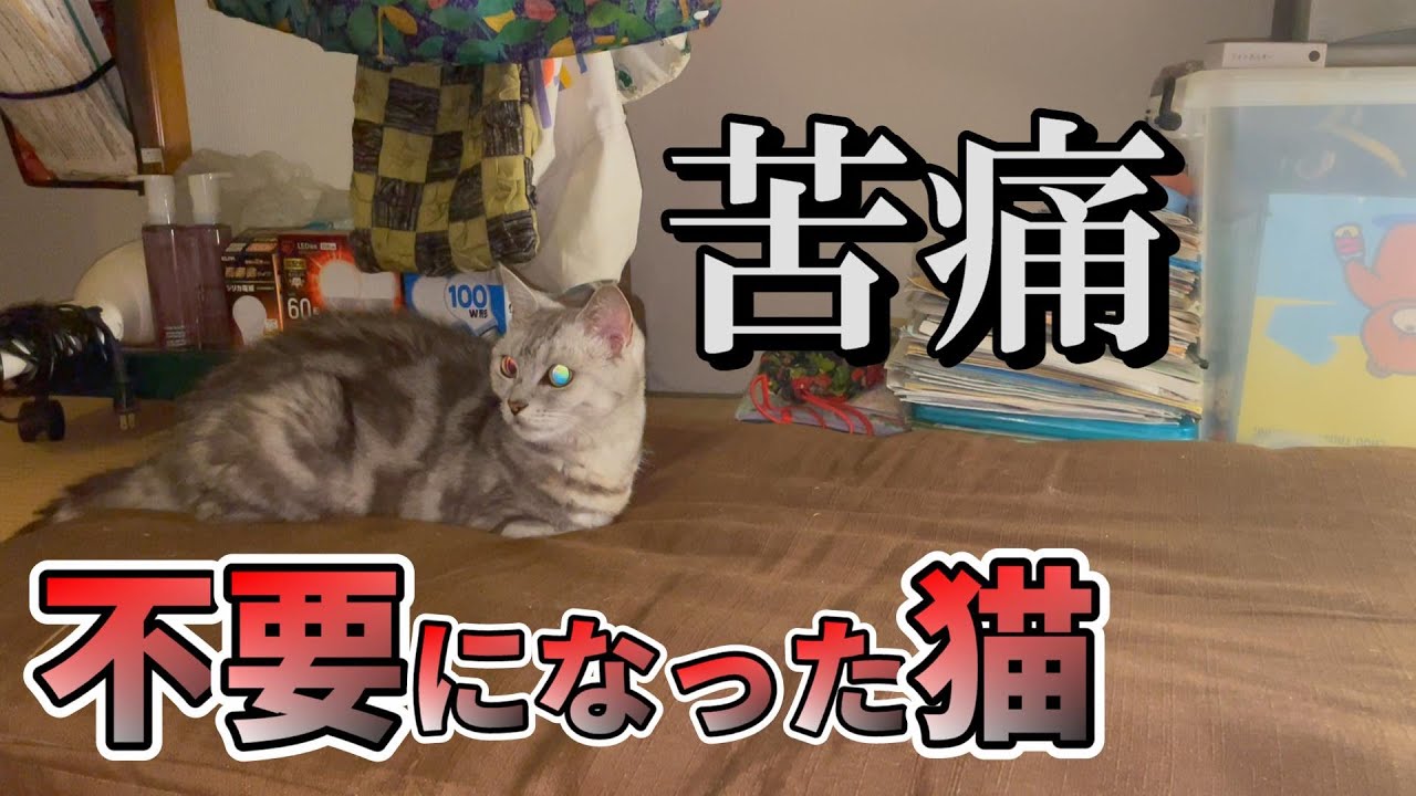 ペットショップで買った息子へのプレゼント（後編）：７２７