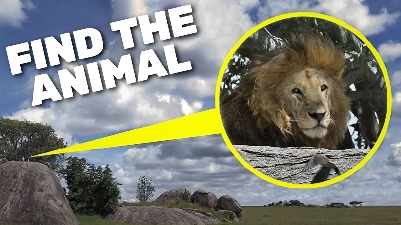 Find the Hidden Animals - Hard Challenge