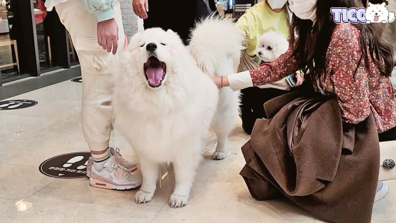 대형견 백화점 데려갔더니 사람들 반응ㄷㄷ