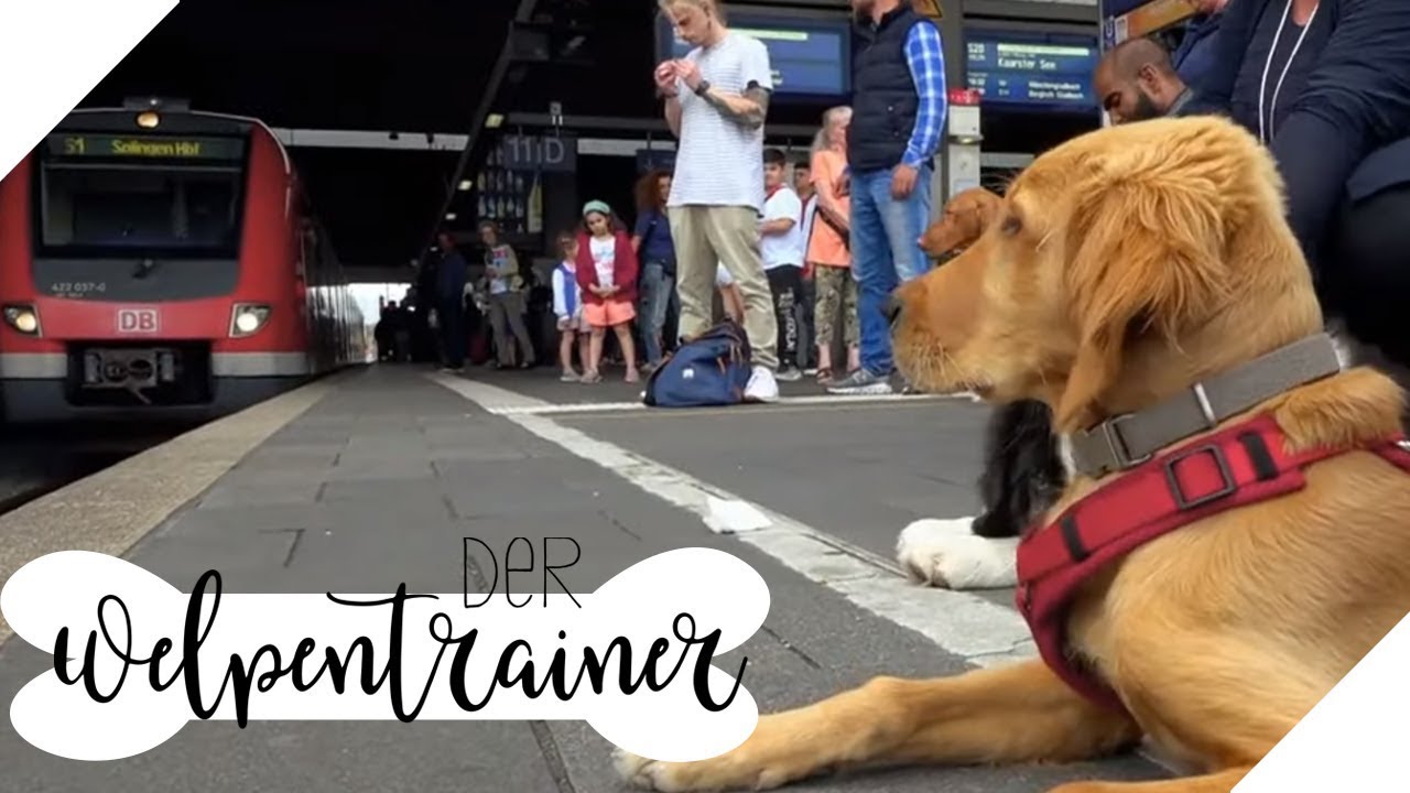 S-Bahn fahren mit Hund | Der Welpentrainer | sixx