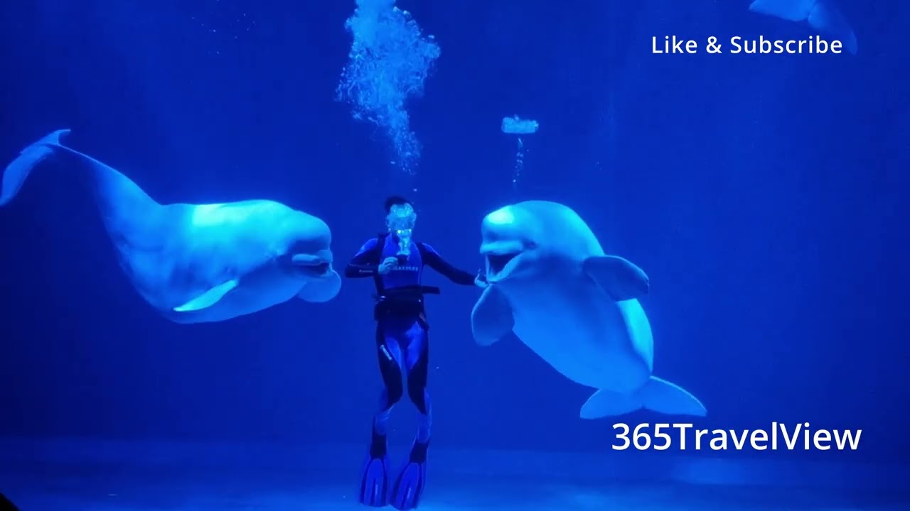 Beluga Whale Show Harbin #Travelvlog #belugawhales #chinatravel 