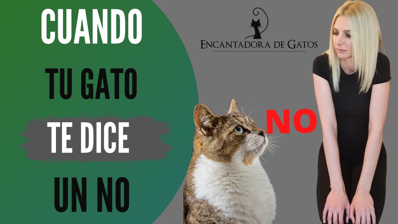 APRENDE A ENTENDER A TU GATO | Encantadora de Gatos