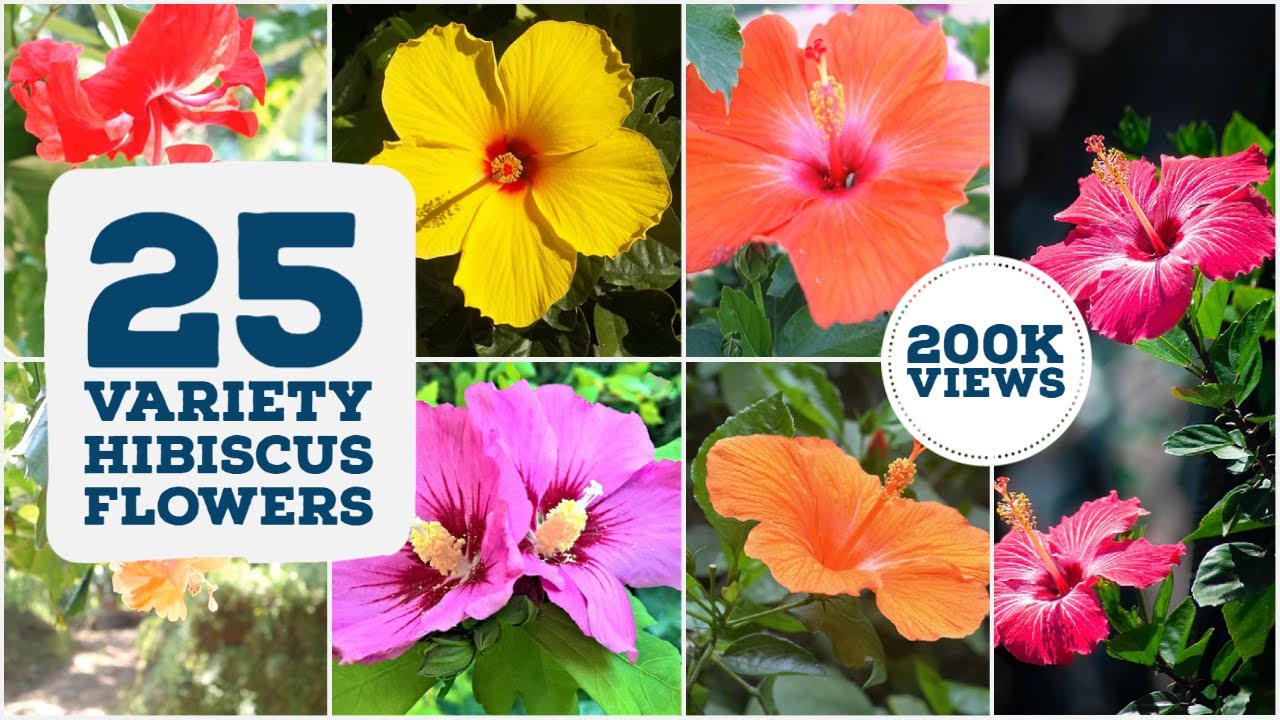 25 different hibiscus flowers and plants | Hibiscus flowers | Hibiscus plants | hibiscus varieties