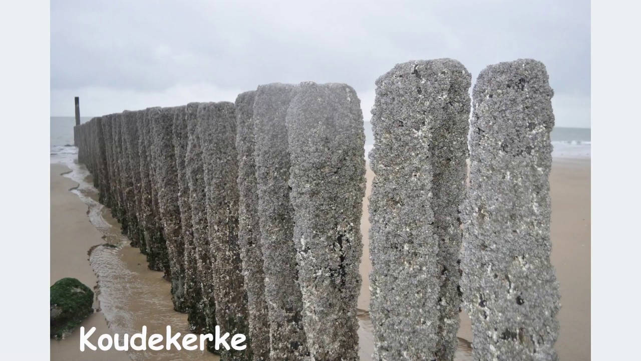 De Nederlandse kust