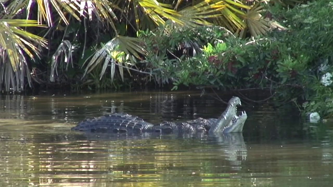 Crocodiles mating