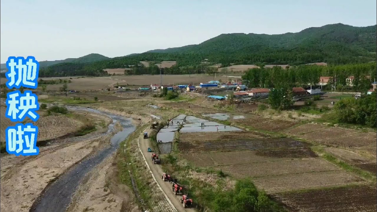 实拍延边农村大型抛秧现场，十来辆车二十多号人，都来抛温暖啦！ #三农  #农村生活  #水稻  #热门