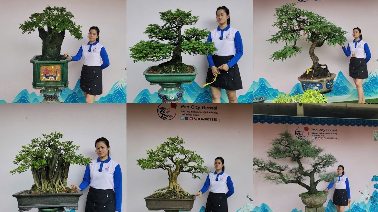 PAN CITY số 6 🌺 Hàng loạt Cây đẹp to bự nhiều chủng loại và thanh lý 4 cây giá cực êm hôm nay !
