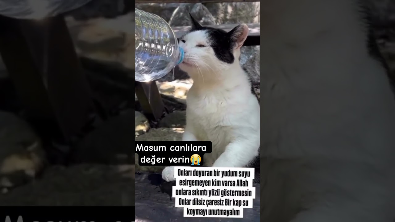 Masum canlılara değer verin 🥺💔😭❤️
