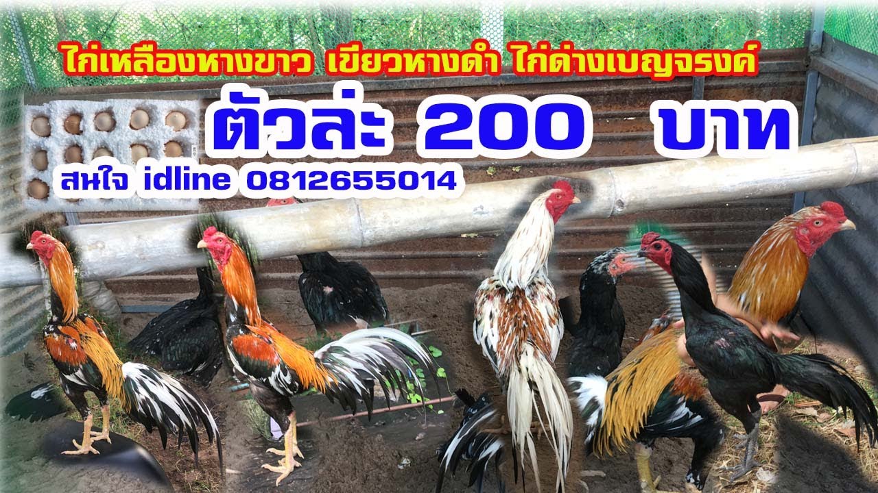 ลูกไก่เหลืองหางขาวห้าพระองค์ตัว 200 บาท