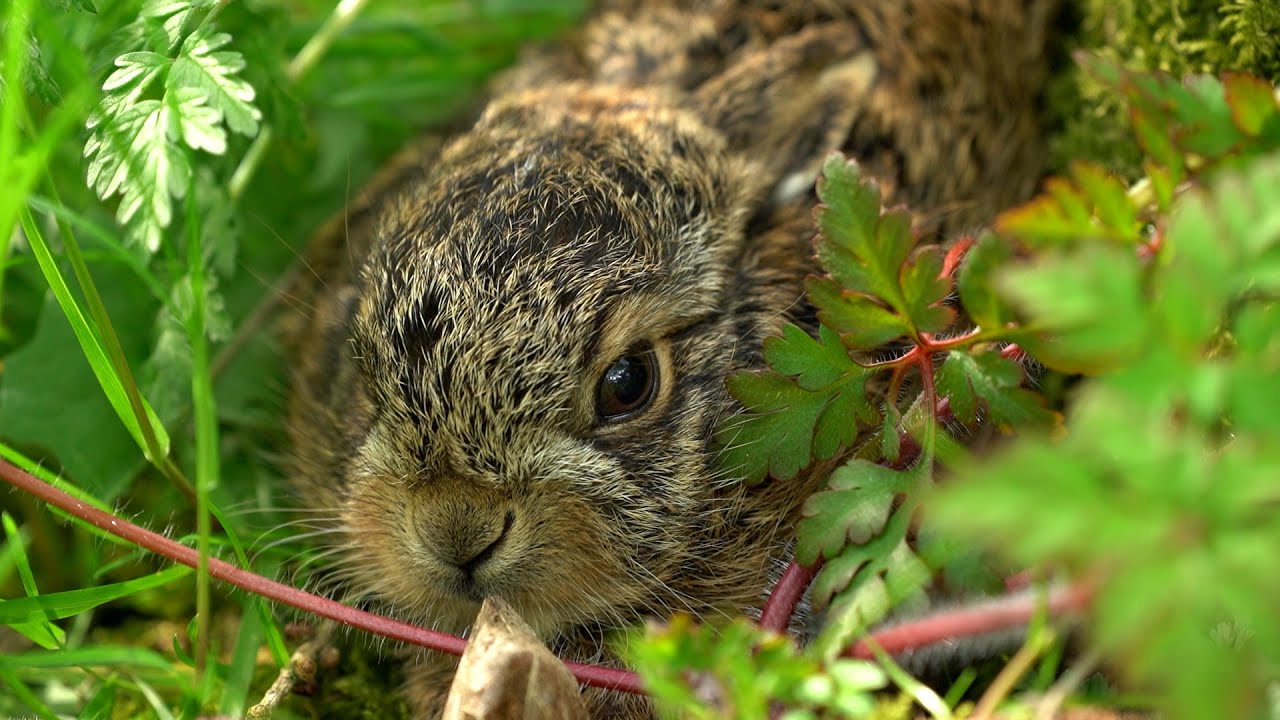 Hare Raises Baby Leveret in My Back Garden | Discover Wildlife | Robert E Fuller