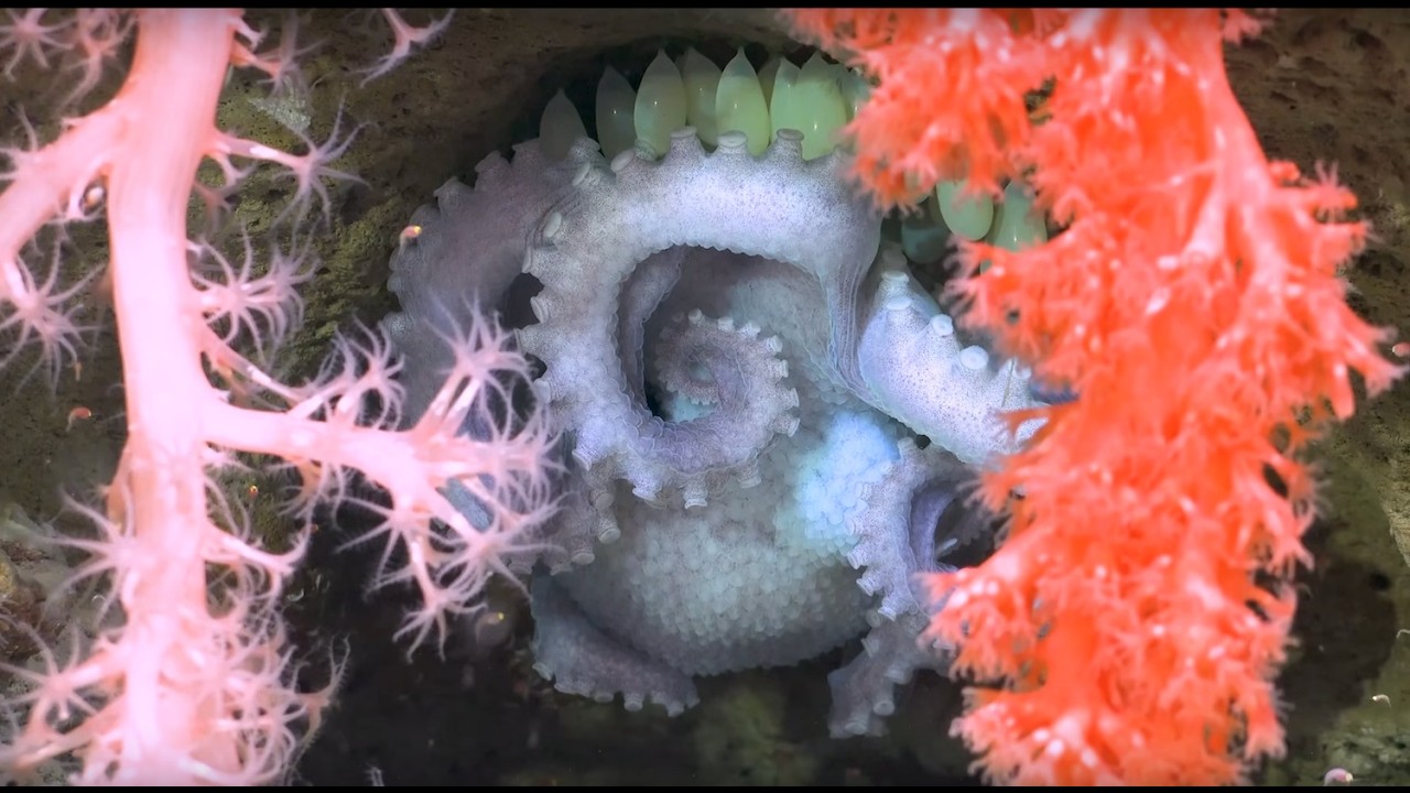 Celebrating the Deep | Underwater Oases of the Mar Del Plata Canyon