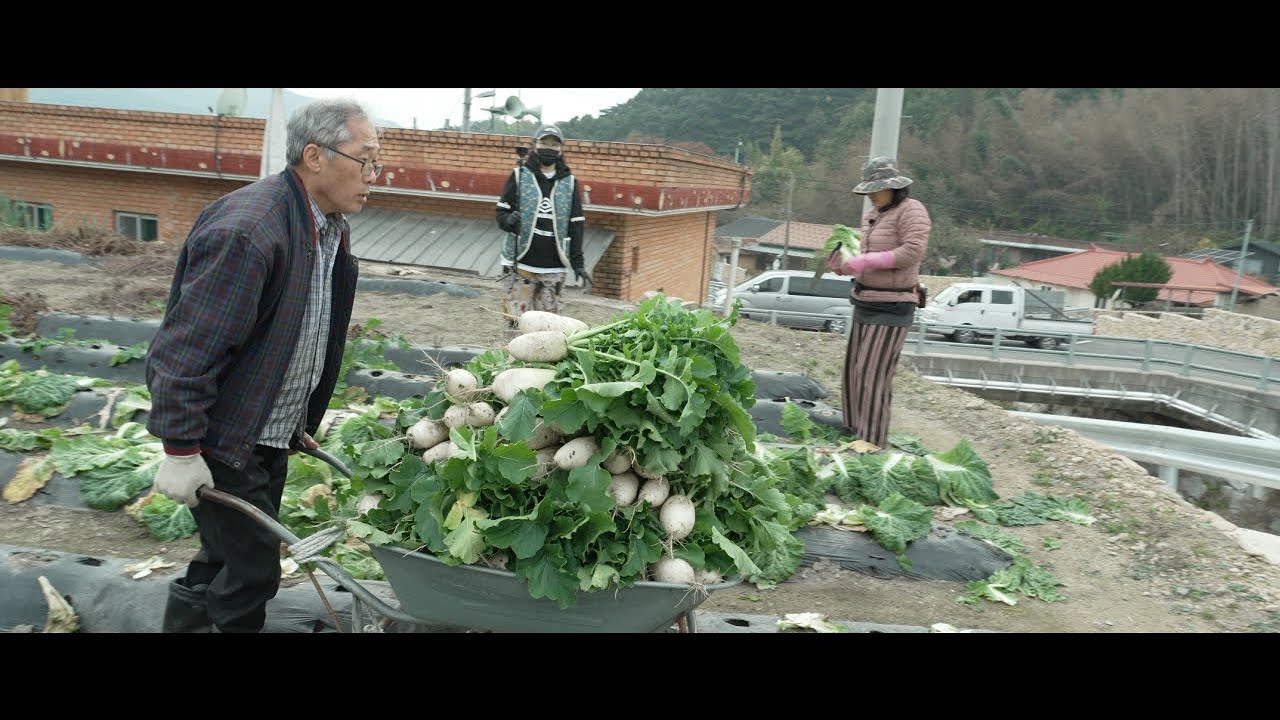 2025 김장 시네마 1부 - 배추/무/이식당근?