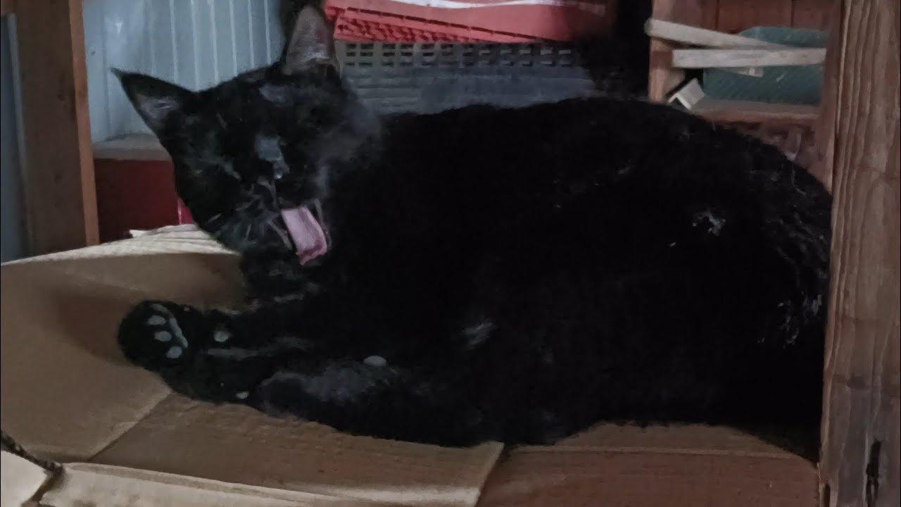 くろ猫プチグルーミングタイム、ねむねむ…。
